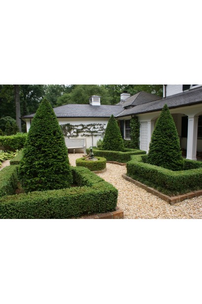 Тис ягідний Топіар Конус в ландшафті